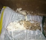 Termites feeding on opened bag of bait at Red Hill